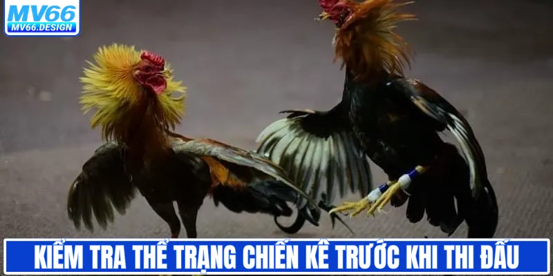 Kiểm tra thể trạng chiến kê trước khi thi đấu