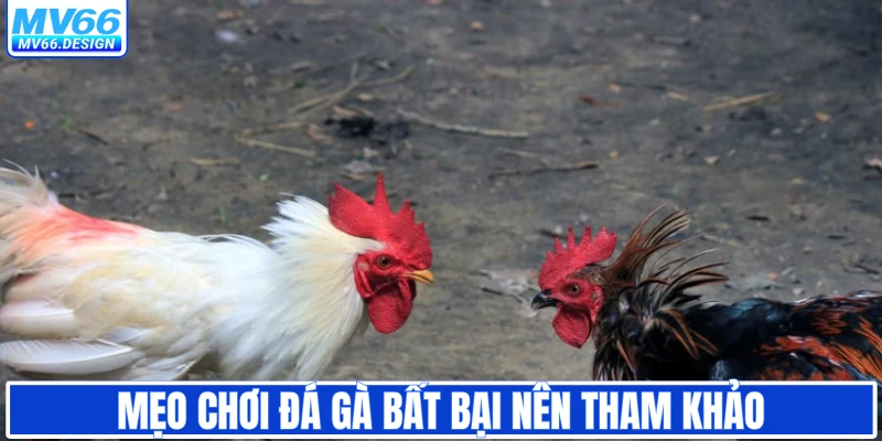 Mẹo chơi đá gà bất bại nên tham khảo