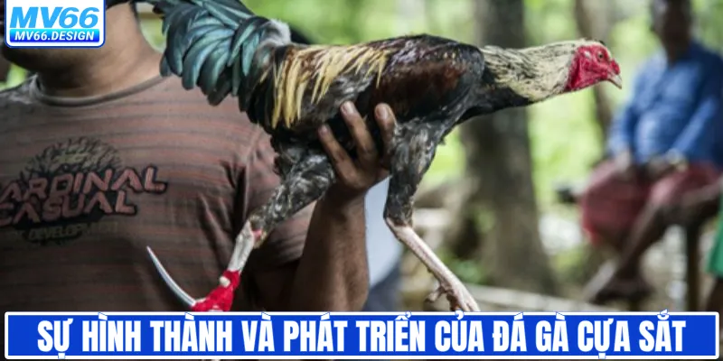 Sự hình thành và phát triển của đá gà cựa sắt